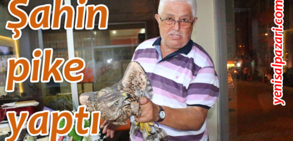 Vahşi şahin asfalta çakıldı