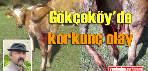 Gökçeköy’de ayılar dana ve ineklere saldırdı