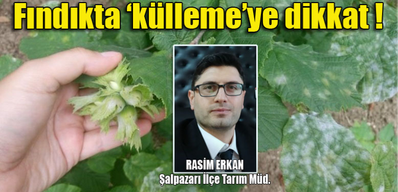 Fındıkta külleme hastalığı verim ve kalite kaybına yol açıyor