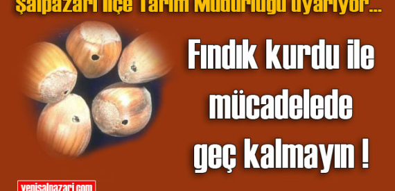 Bir çift fındık kurdu, yarım kg. fındık kaybına yol açıyor