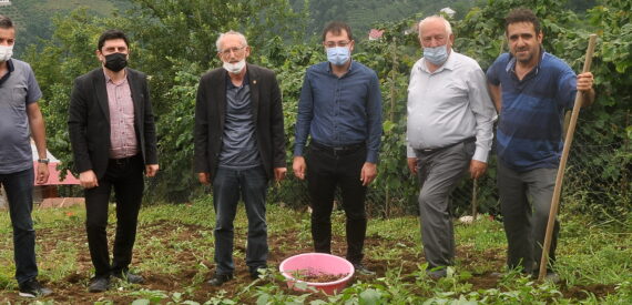 Şalpazarı’nda salep hasadı yapıldı. Sonuç olumlu
