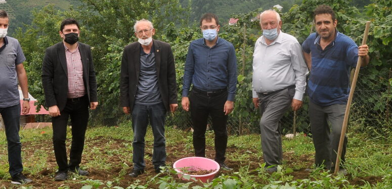 Şalpazarı’nda salep hasadı yapıldı. Sonuç olumlu